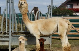 LamahofStadler, © Lamahof Familie Stadler Three alpacas on a farm, one standing and two sitting, with a house in the background.