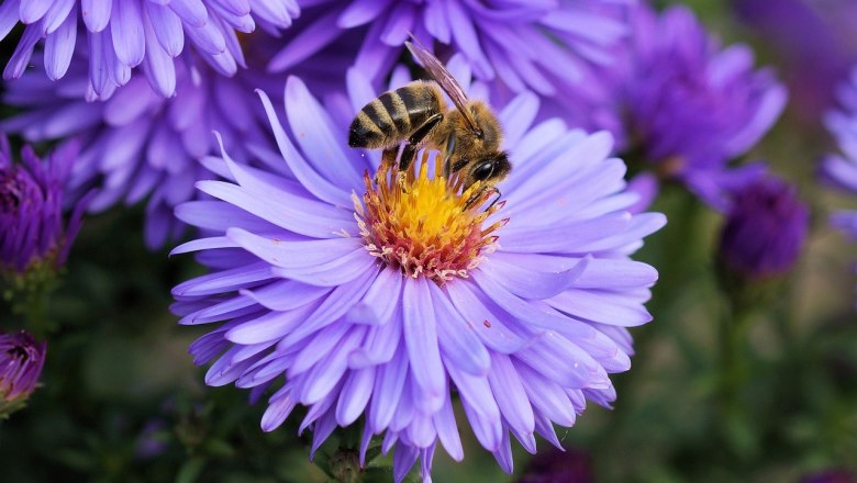 busy bee, © Nicole Wagner busy bee, © Nicole Wagner