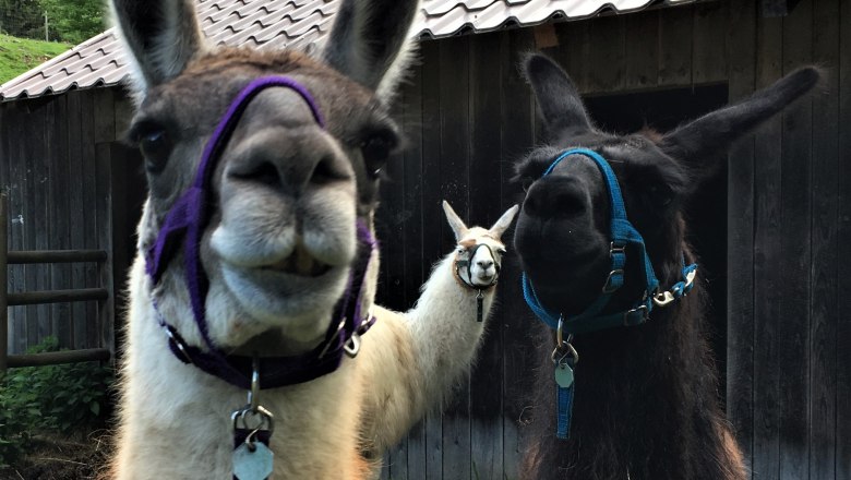 Hohe Wand Nature Park, © Naturpark Hohe Wand Three llamas with colorful halters in front of a wooden hut in the Hohe Wand Nature Park.