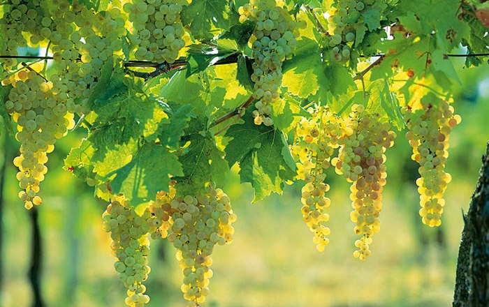 Vineyards, © pröglhöf Vineyards, © pröglhöf