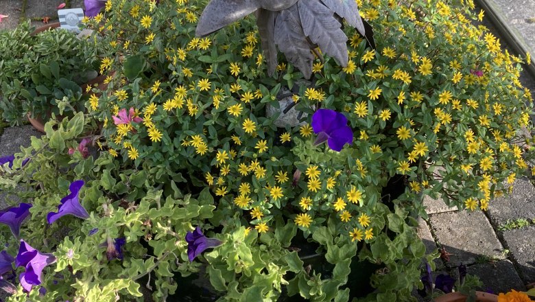 img_0347, © Frühstückspension Gerstbauer img_0347, © Frühstückspension Gerstbauer