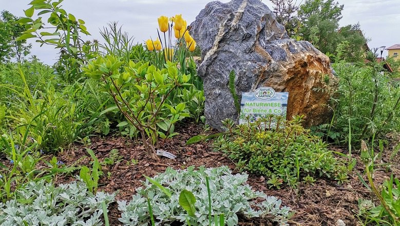 Wild bee meadow, © Wiener Alpen A colorful flower meadow with yellow tulips and a large stone, surrounded by green plants and a sign that reads "Naturwiese für Biene & Co.