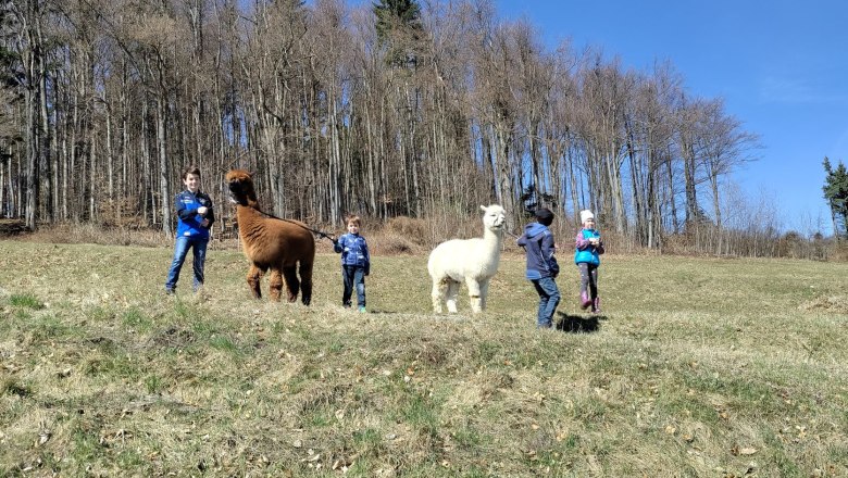 Alpacas with children, © Naturpark Jauerling Wachau Children leading alpacas on a meadow in front of a forest.