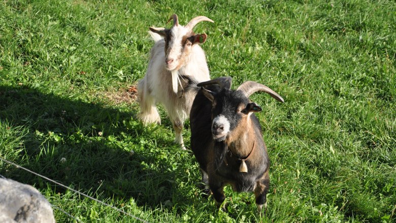 Goats, © Panstingl Goats, © Panstingl