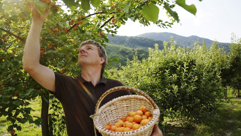 Apricot farm Kausl, © Steve Haider A man picks apricots from a tree and holds a basket full of fruit in an orchard.