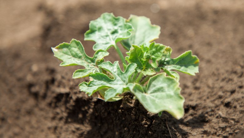 Plant, Brucker Melons, Lukas Windholz, © LK NÖ Gerald Lechner Plant, Brucker Melons, Lukas Windholz, © LK NÖ Gerald Lechner