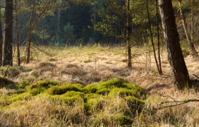 Haslauer Moor, © Matthias Schickhofer A sunny moorland area with trees and green moss.