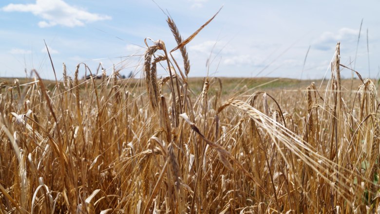 Cereals, © Martina Falkner Cereals, © Martina Falkner