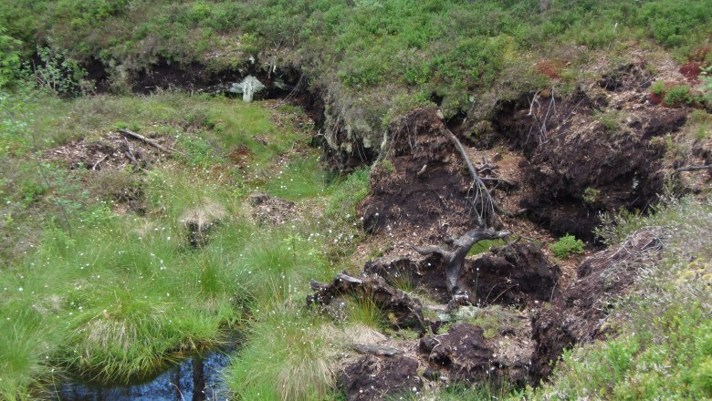 Moorland, © Marktgemeinde Bad Großpertholz A moorland area with water, grass and trees in the background.