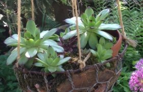 Nostalgic show garden, © Erika Pascher Hanging flower pot with succulents in a garden.
