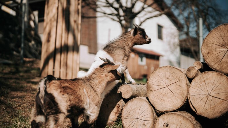 Dwarf goats (2), © MIKU.Media OG Dwarf goats (2), © MIKU.Media OG