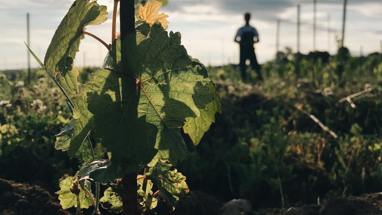 Organic winery Hofschneider Mannersdorf, © Bio Weingut Hofschneider Close-up of a vine in the foreground with a blurred person in the background at sunset.