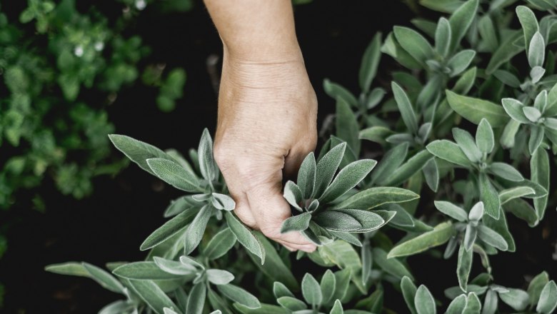 Home-grown herbs instead of convenience and foam, © Niederösterreich Werbung/David Schreiber Hand picks sage leaves from a herb garden.