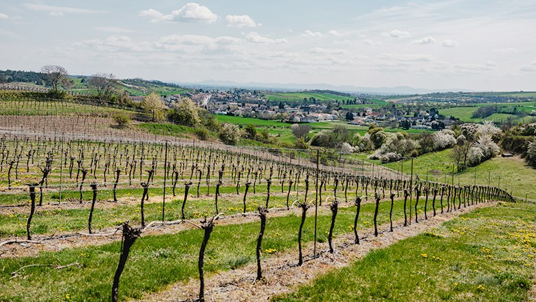 The Zaya Valley, © Michael_Reidinger Vineyards in the Zaya valley with a view of a village and green hills in the background.