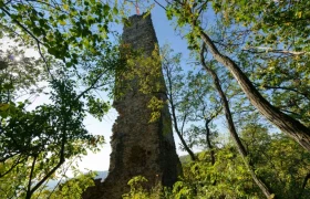 Strasser Valley, © Matthias Schickhofer Ruin of an old tower in the forest, surrounded by trees and plants.