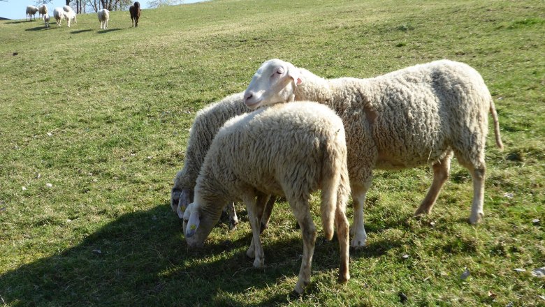 sheep, © Zulehen sheep, © Zulehen