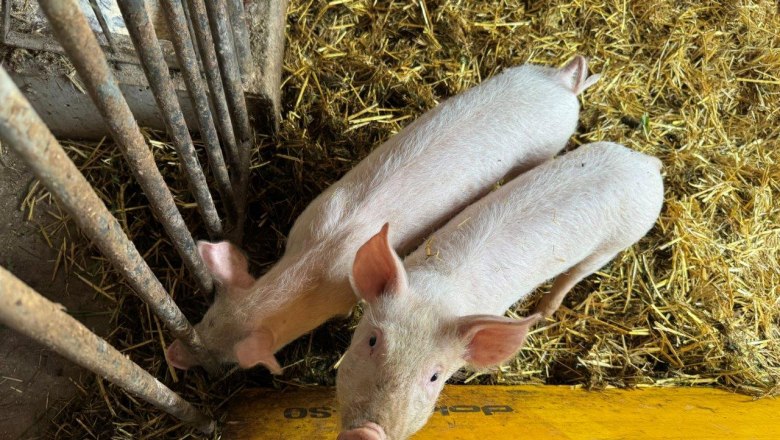 Pigs, © Höbarten Pigs, © Höbarten