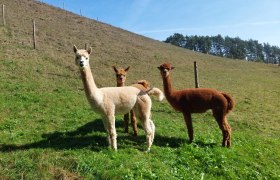 Bob, Dave & Zeus at the Leitenviertler Alpakahof, © Tanja Piribauer, Leitenviertler Alpakahof Three alpacas on a green meadow in front of a hill.