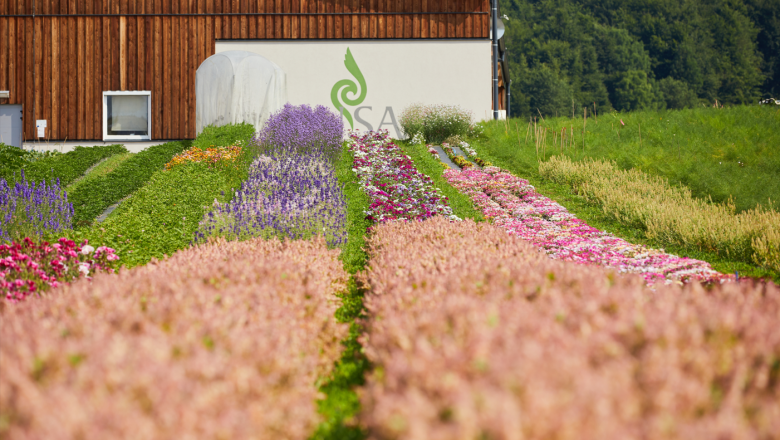 ReinSaat summer flowers, © ReinSaat ReinSaat summer flowers, © ReinSaat