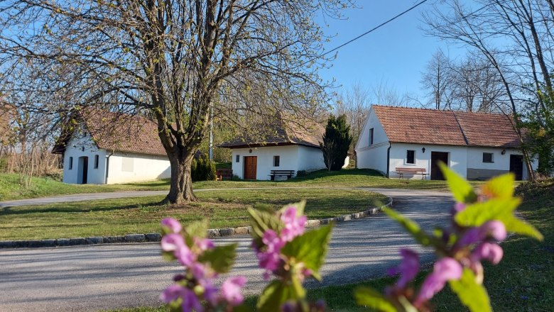 Altruppersdorf wine cellar lane, © Vino Versum Poysdorf Three white buildings with red roofs in a rural setting, a flowering shrub in the foreground.