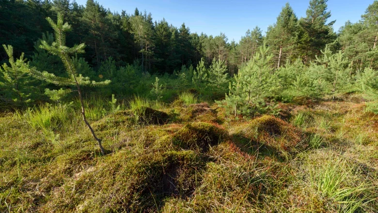 Haslauer Moor, © Matthias Schickhofer A green moorland with young pines and grass, surrounded by a dense forest under a blue sky.