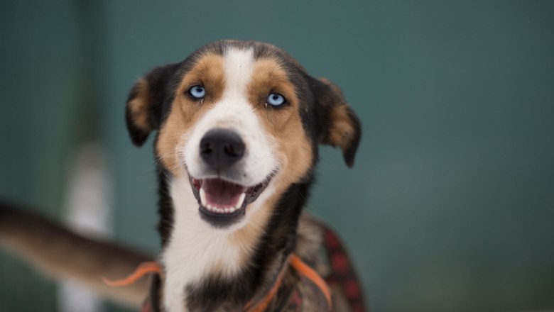 Magnus, © Zauner 2023 Magnus, © Zauner 2023