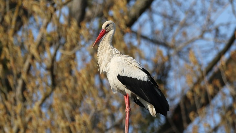 Stork visit in Marchegg, © Andreas Pataki A stork stands on a tree stump in front of a blurred background with branches.