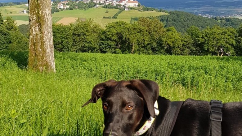 House security, © Gästezimmer Weiß House security, © Gästezimmer Weiß