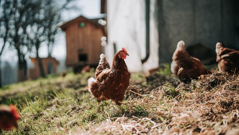 Chickens (2), © MIKU.Media OG Chickens (2), © MIKU.Media OG