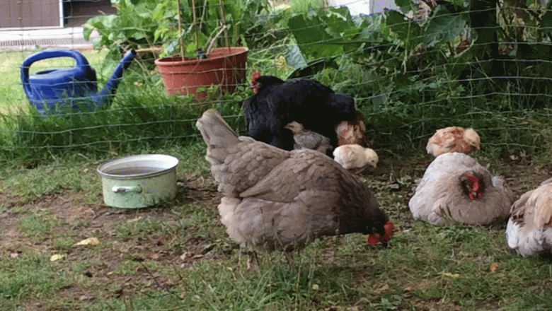 Vacation cottage Böhm, Hühner, © Ferienhaus Böhm Vacation cottage Böhm, Hühner, © Ferienhaus Böhm