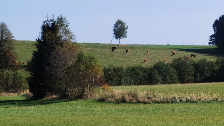 Alpine view, © Thomas Starkl Alpine view, © Thomas Starkl