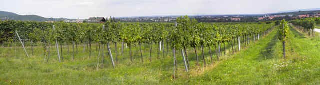Panorama, © Weingut Grabner Panoramic view of a green vineyard field with rows of vines and a distant horizon.