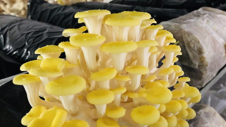 Reiser mushroom farm, Rohrau, © Biopilzzucht Reiser Reiser mushroom farm, Rohrau, © Biopilzzucht Reiser