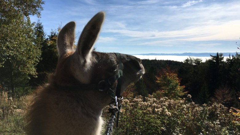 View into the sea of fog, © Naturpark Hohe Wand A llama looks out over a misty landscape with trees and a blue sky.