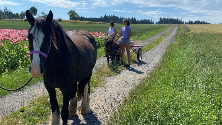 copy-alice-without, © Andreas Artner copy-alice-without, © Andreas Artner