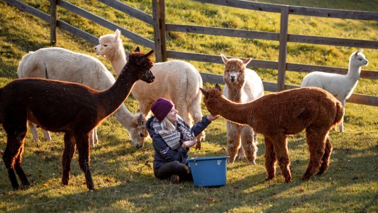 Alpacas on the farm, © Wagner-Hubbauer Alpacas on the farm, © Wagner-Hubbauer