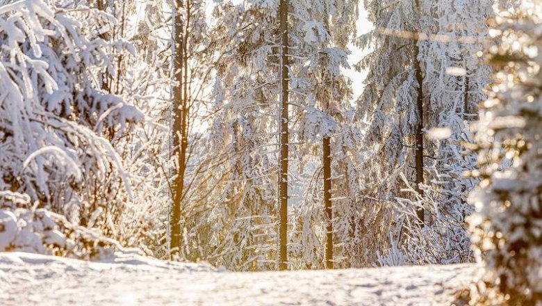 Winter hiking on the Nebelstein, © Gemeinde Moorbad Harbach, Christian Freitag Snow-covered forest with sunlight shining through the trees.