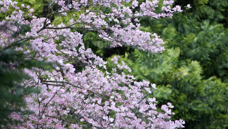 Nature_in_the_garden, © Alexander Haiden A blossoming tree with pink flowers against a background of green trees.
