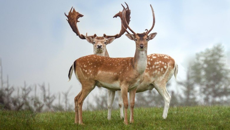 Everything awakens at Hochriess Wildlife Park, © Cora Weiger Two deer with impressive antlers stand in a meadow and look into the camera.