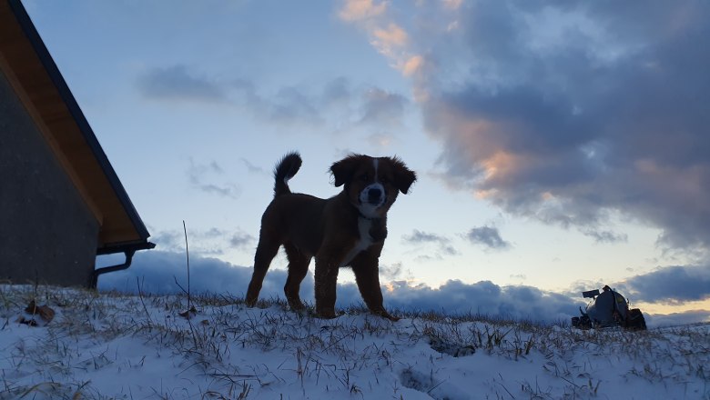 Organic farm MItterhirschberg, © Familie Schweighuber Organic farm MItterhirschberg, © Familie Schweighuber