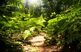 Forest, © Uwe Wagschal_pixelio.de A sunny forest path surrounded by green ferns and trees.