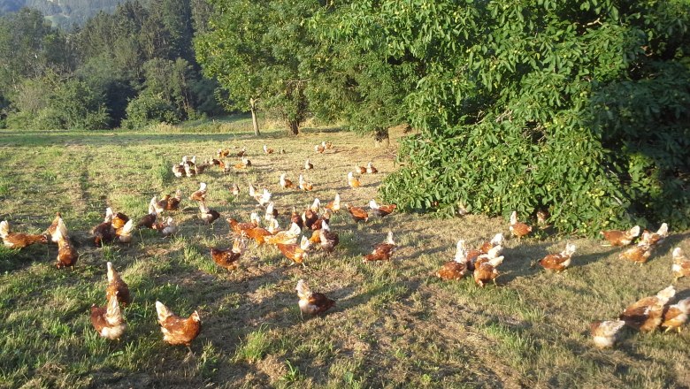 Happy chickens, © Monika`s Hühnerhof Chickens in a meadow surrounded by green trees.