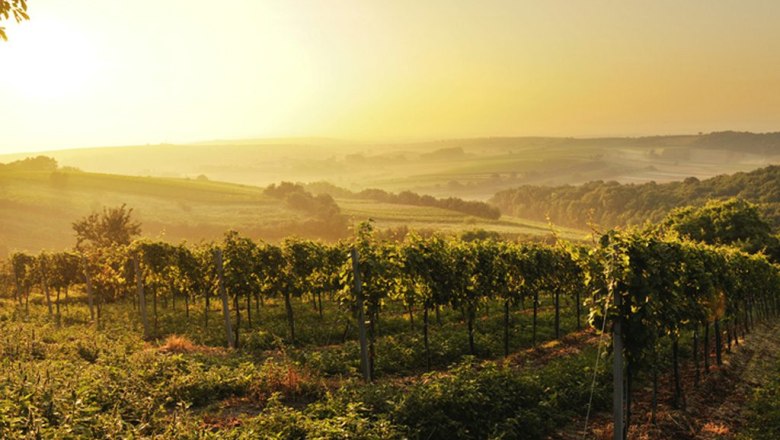 Landscape in the Weinviertel, © Regionales Weinkomitee Weinviertel / Robert Herbst Vineyards in the Weinviertel at sunset.