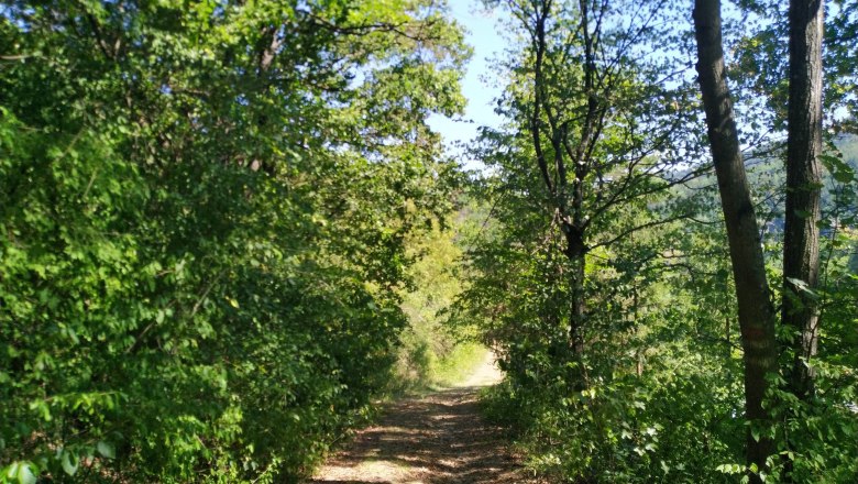 On the way to the secret court, © Donau Nö Tourismus A narrow forest path leads through dense green trees in sunny weather.