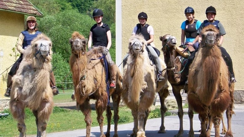 1st Austrian Camel Riding School, © 1. Österreichische Kamelreitschule 1st Austrian Camel Riding School, © 1. Österreichische Kamelreitschule