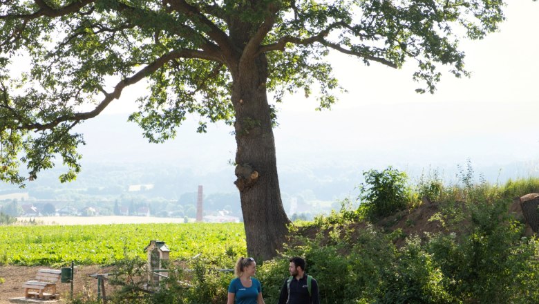Turkish oak, © Wiener Alpen, Lichtbild Sinawehl A couple walks in a meadow under a large tree in a rural setting.