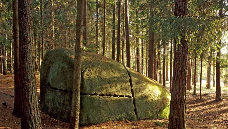 Place of the scorpion, © Reinhard Mandl A large, moss-covered rock with cracks stands in a dense forest of tall trees.