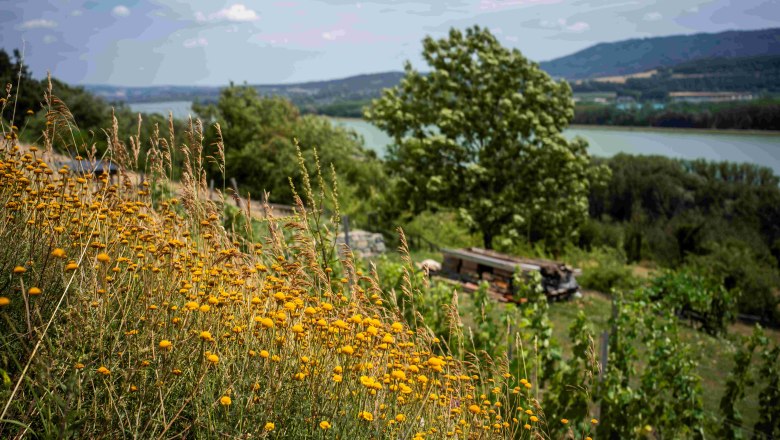 Beef mountain, © Robert Herbst Landscape with yellow flowers, trees and a river in the background.