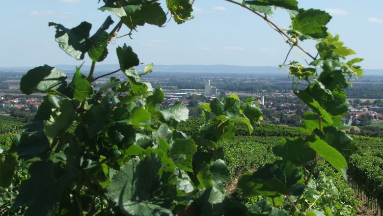Guntramsdorf, © Guntramsdorf View through vineyards to Guntramsdorf with landscape in the background.