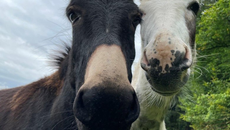 donkey-at-karnerhof, © Karnerhof donkey-at-karnerhof, © Karnerhof